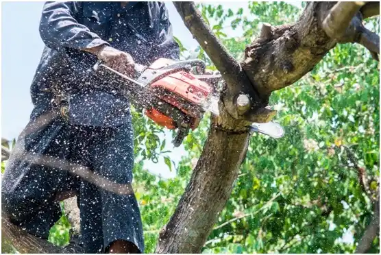 tree services Rosslyn Farms